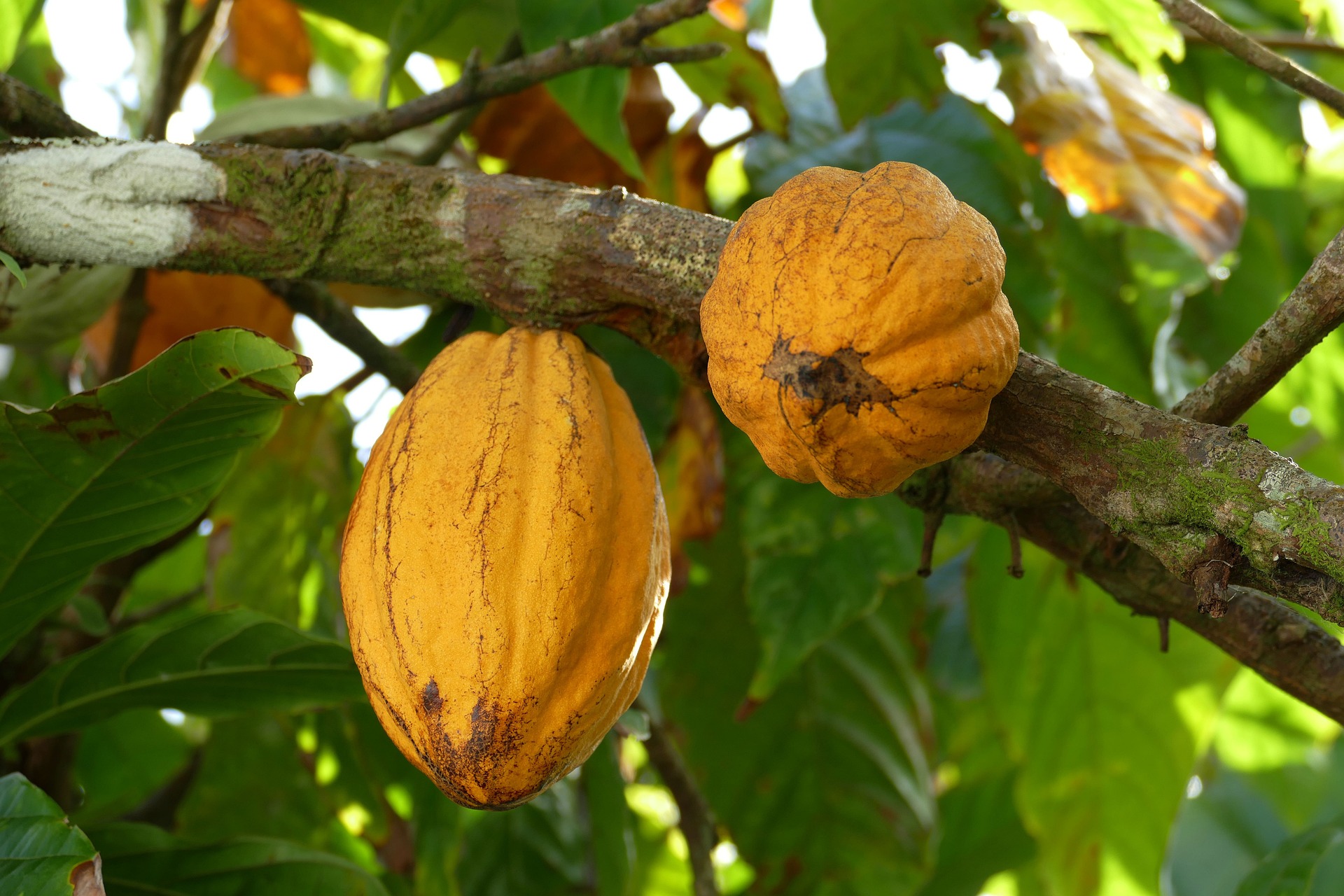 Cacao premium MATHESA
